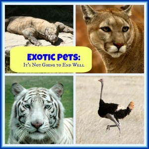 exoticpets1